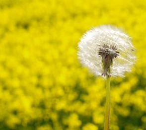 6 Foods For Allergies & What To Avoid If You Suffer With Hay Fever
